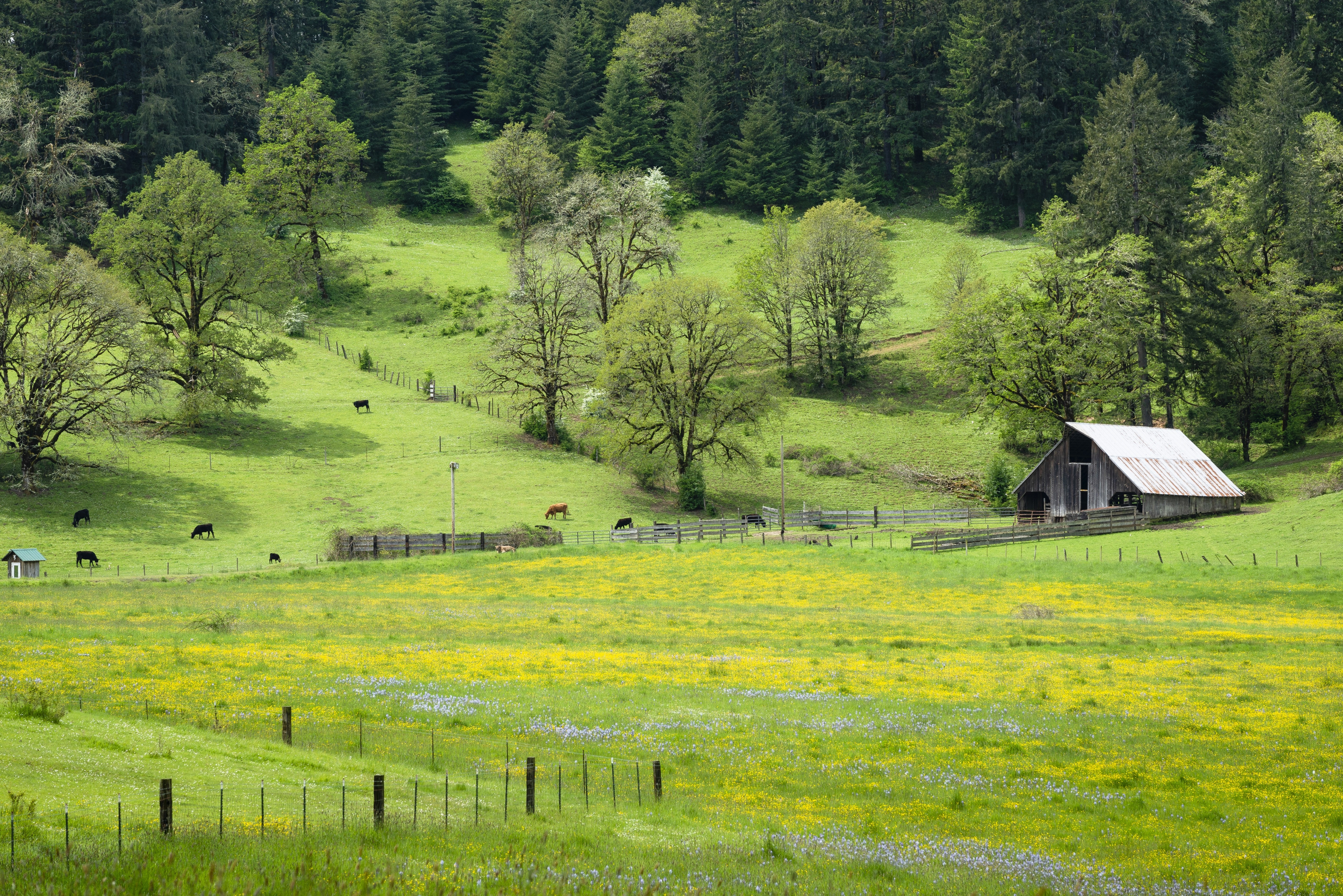 Countryside landscape with scattered cows, a barn, rolling hills, and distant trees