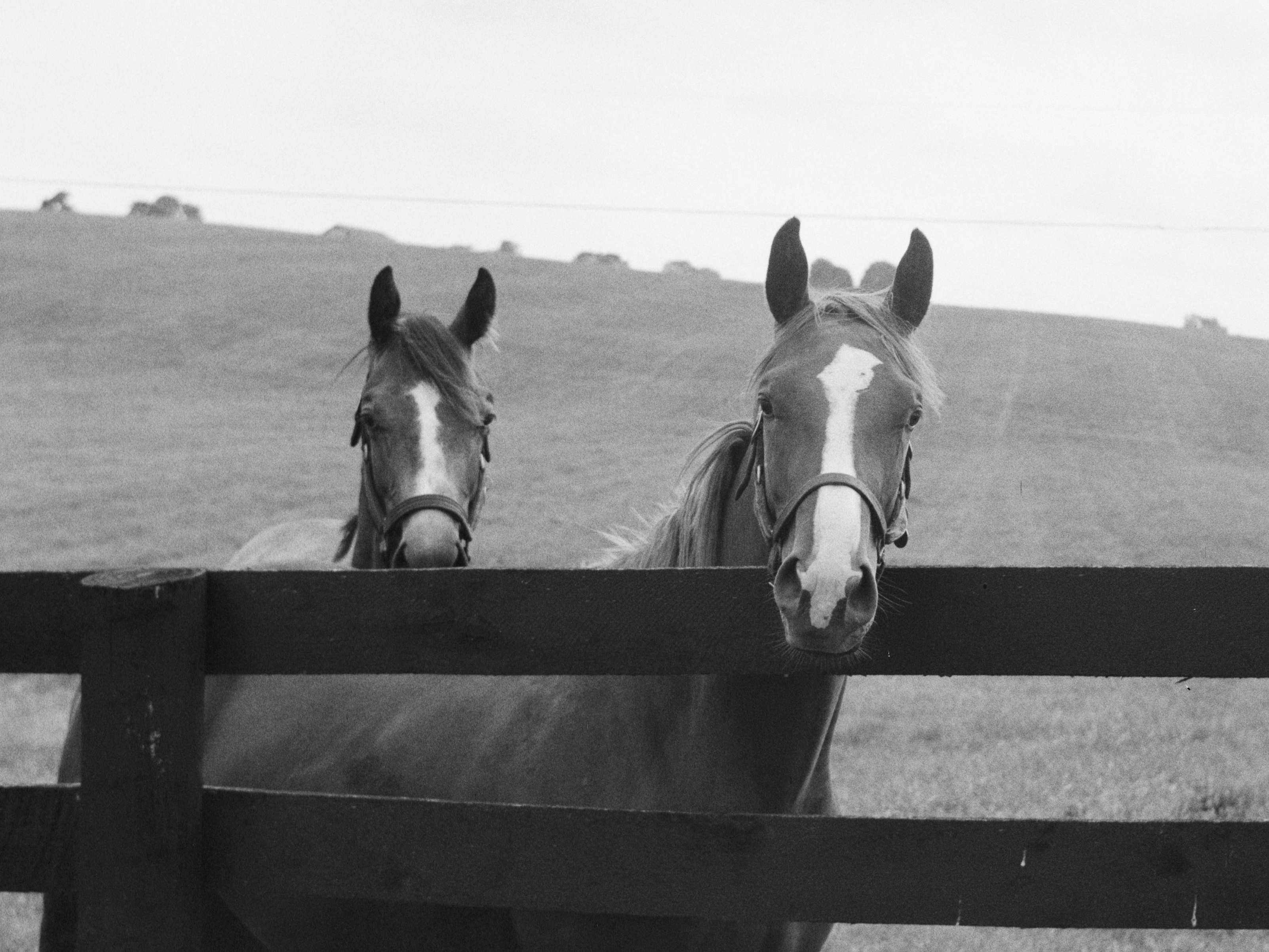 Two horses stand behind a wooden fence in a field, looking towards the camera
