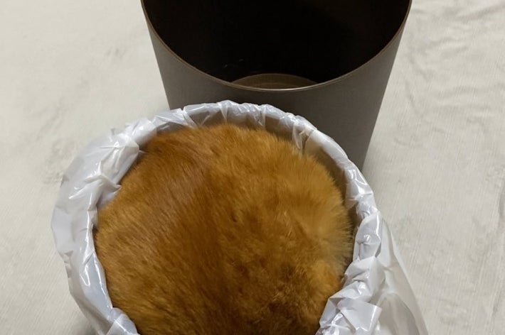 ゴミ箱の中で背中を丸めるつぶちゃん/つぶさんのXアカウント（@tsubu_0401）より