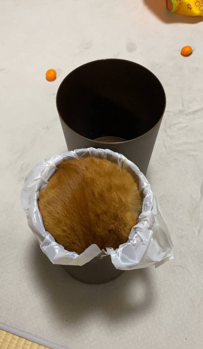 ゴミ箱の中で背中を丸めるつぶちゃん/つぶさんのXアカウント（@tsubu_0401）より