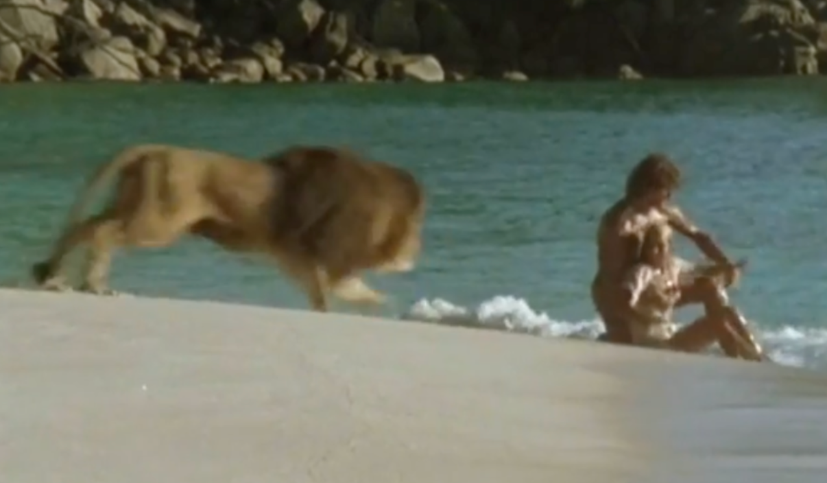 Person seated at the water's edge on a beach with an approaching lion nearby