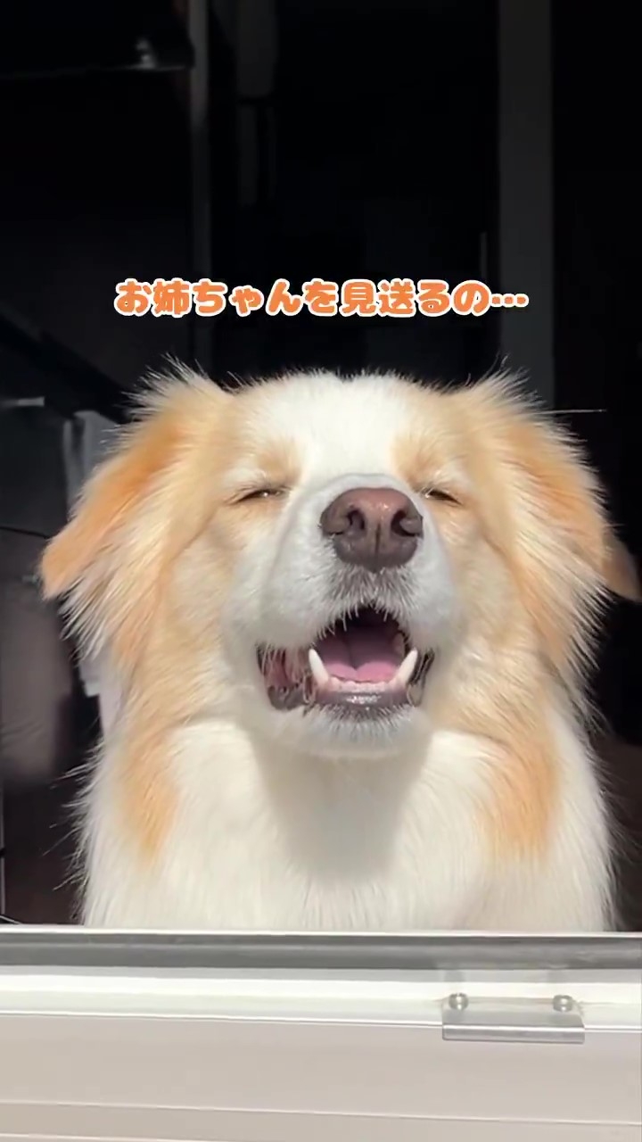 お見送りを頑張るアリスちゃん(ルナとアリス?ボーダーコリーさんのXアカウントより)