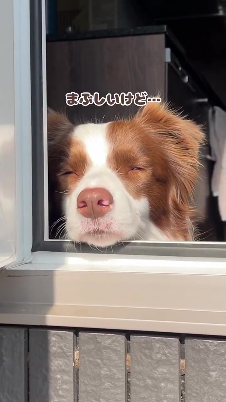 お見送りを頑張るルナちゃん(ルナとアリス?ボーダーコリーさんのXアカウントより)