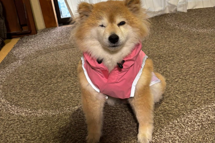 カッパを着てテンションダウンのちよちゃん/柴犬のちよさんのXアカウント(@M9B7gThSF11HI46)より