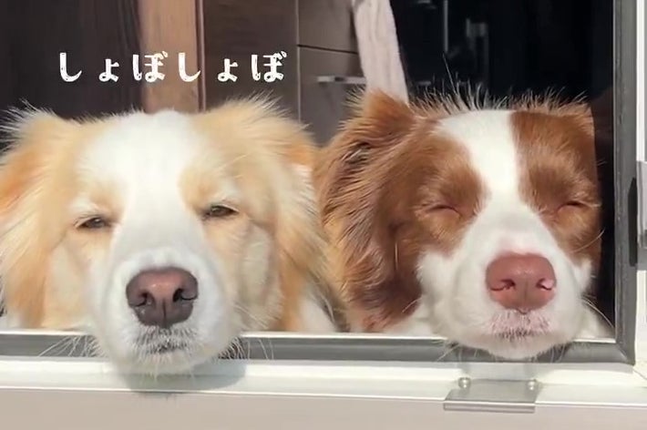 目がしょぼしょぼなルナちゃん(右)とアリスちゃん(左)(ルナとアリス?ボーダーコリーさんのXアカウントより)