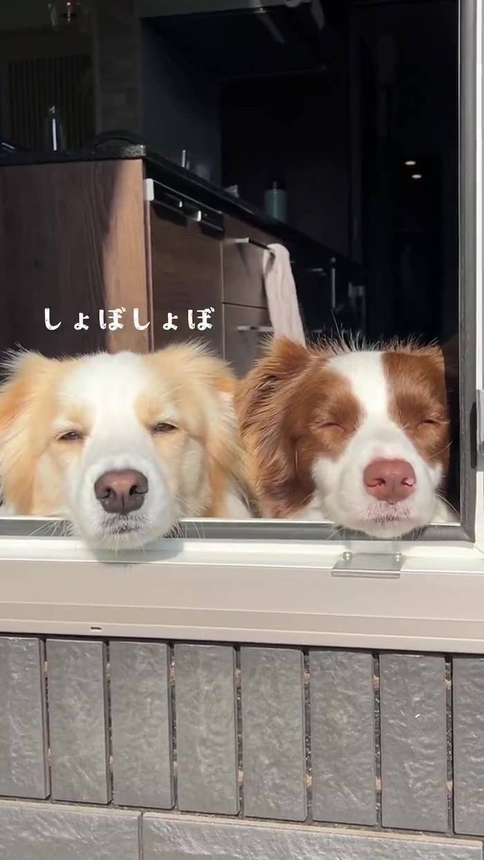 目がしょぼしょぼなルナちゃん(右)とアリスちゃん(左)(ルナとアリス?ボーダーコリーさんのXアカウントより)