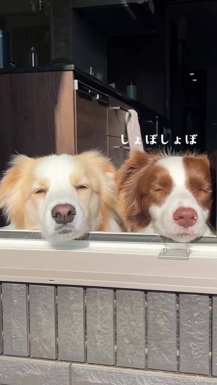 目がしょぼしょぼなルナちゃん(ルナとアリス?ボーダーコリーさんのXアカウントより)