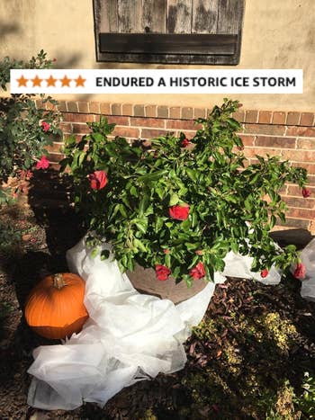 a potted works  with a 5-star reappraisal  saying it survived a historical  crystal  storm