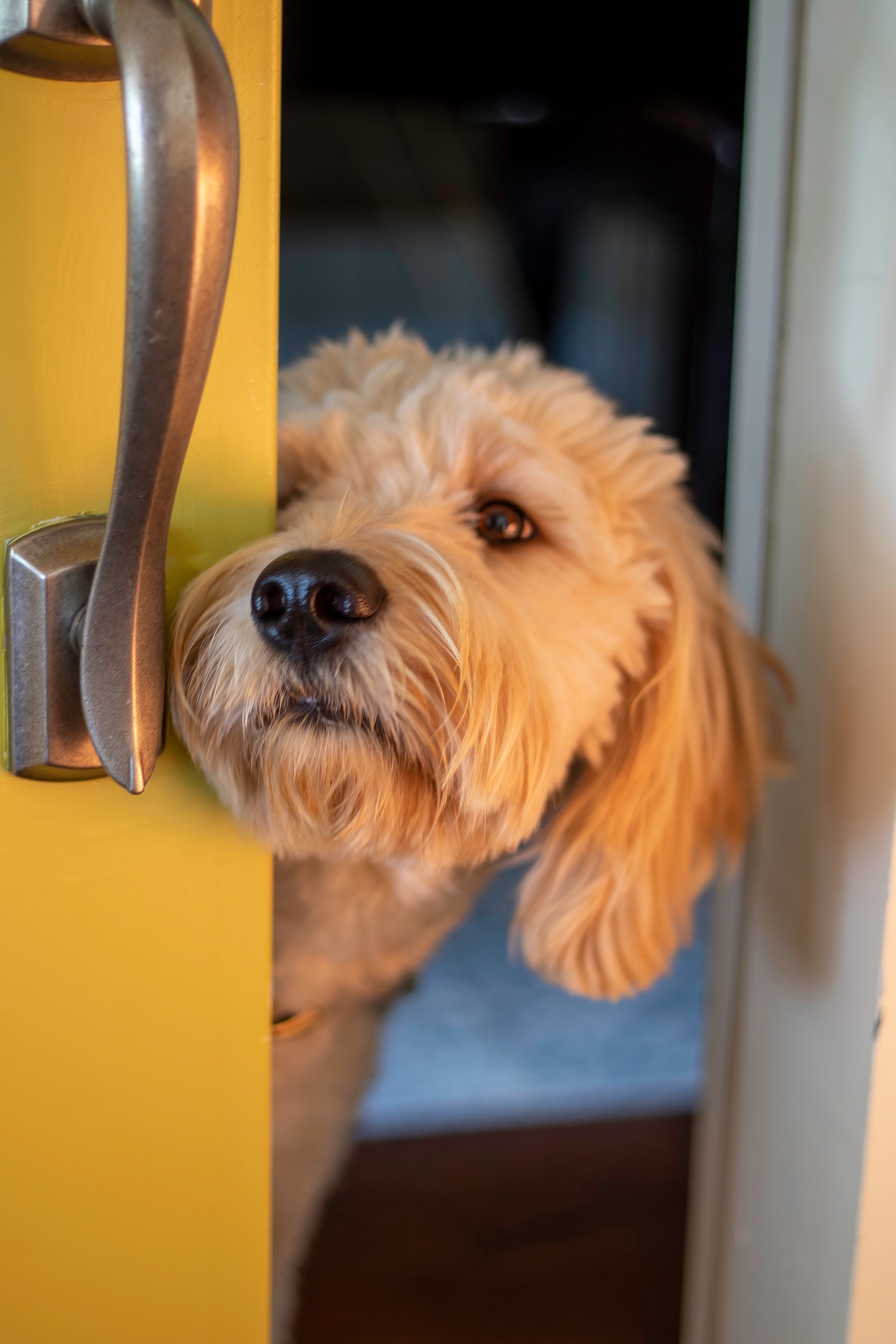 Fluffy dog peeks through a partly open door, nose resting against the edge, appearing curious and playful