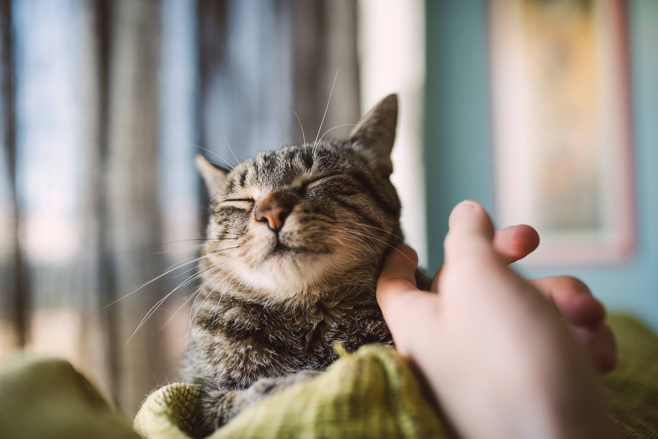 A content tabby cat enjoys being petted under the chin, eyes closed in relaxation