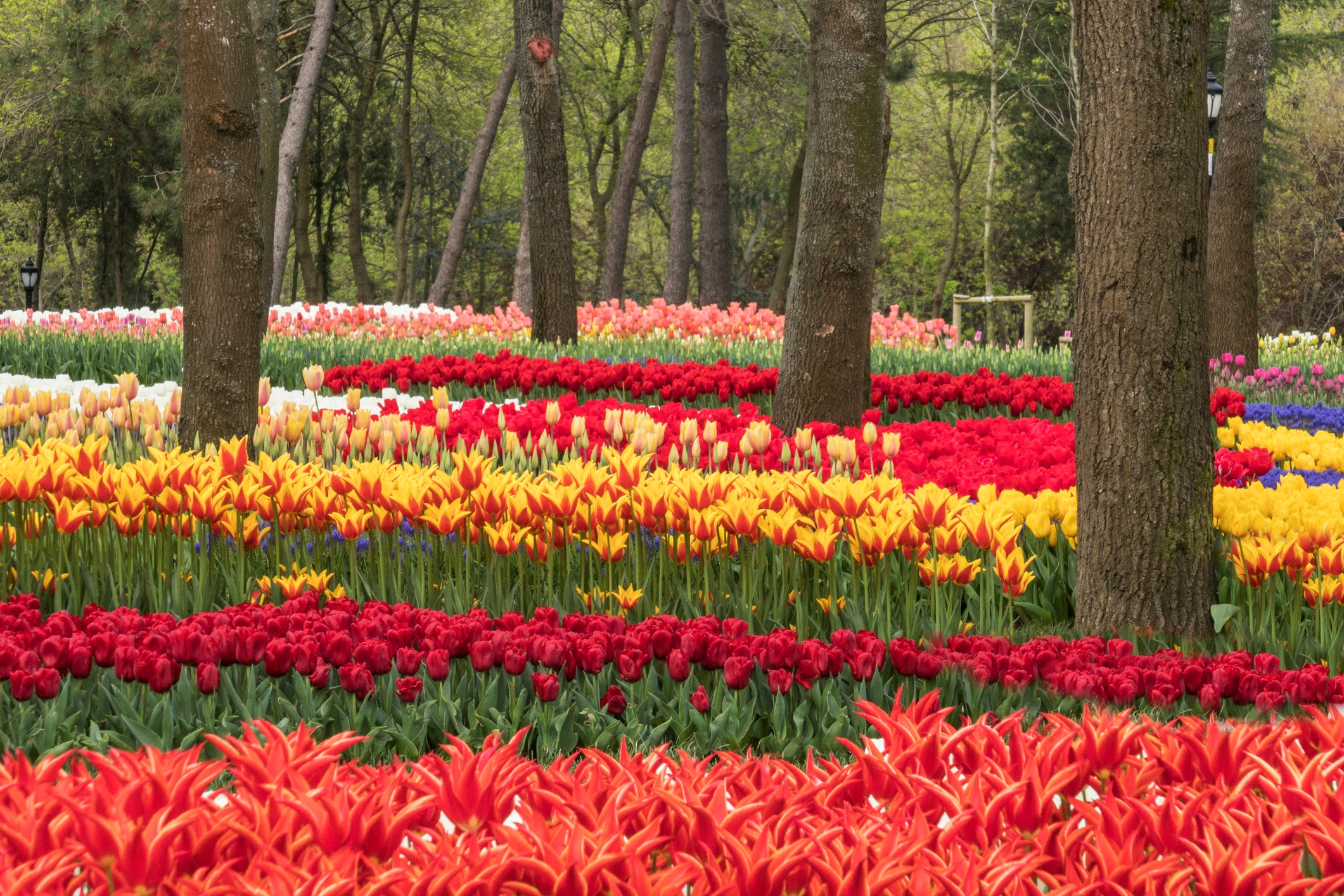 A garden with rows of vibrant tulips in red, orange, yellow, and white, surrounded by tall trees and lush greenery