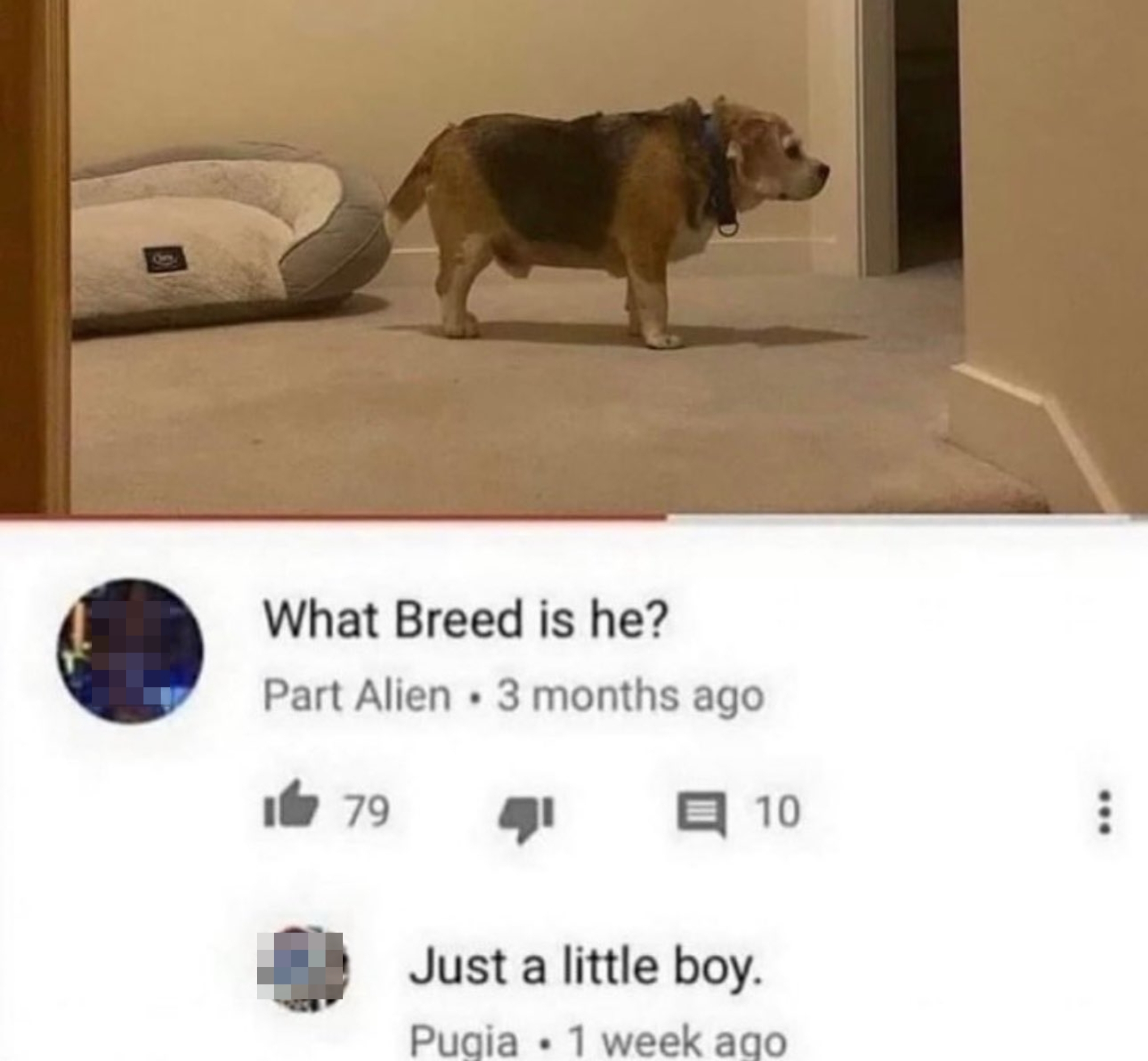 A small dog stands indoors by a bed. Below, a comment humorously asks about its breed, with a response saying, "Just a little boy."