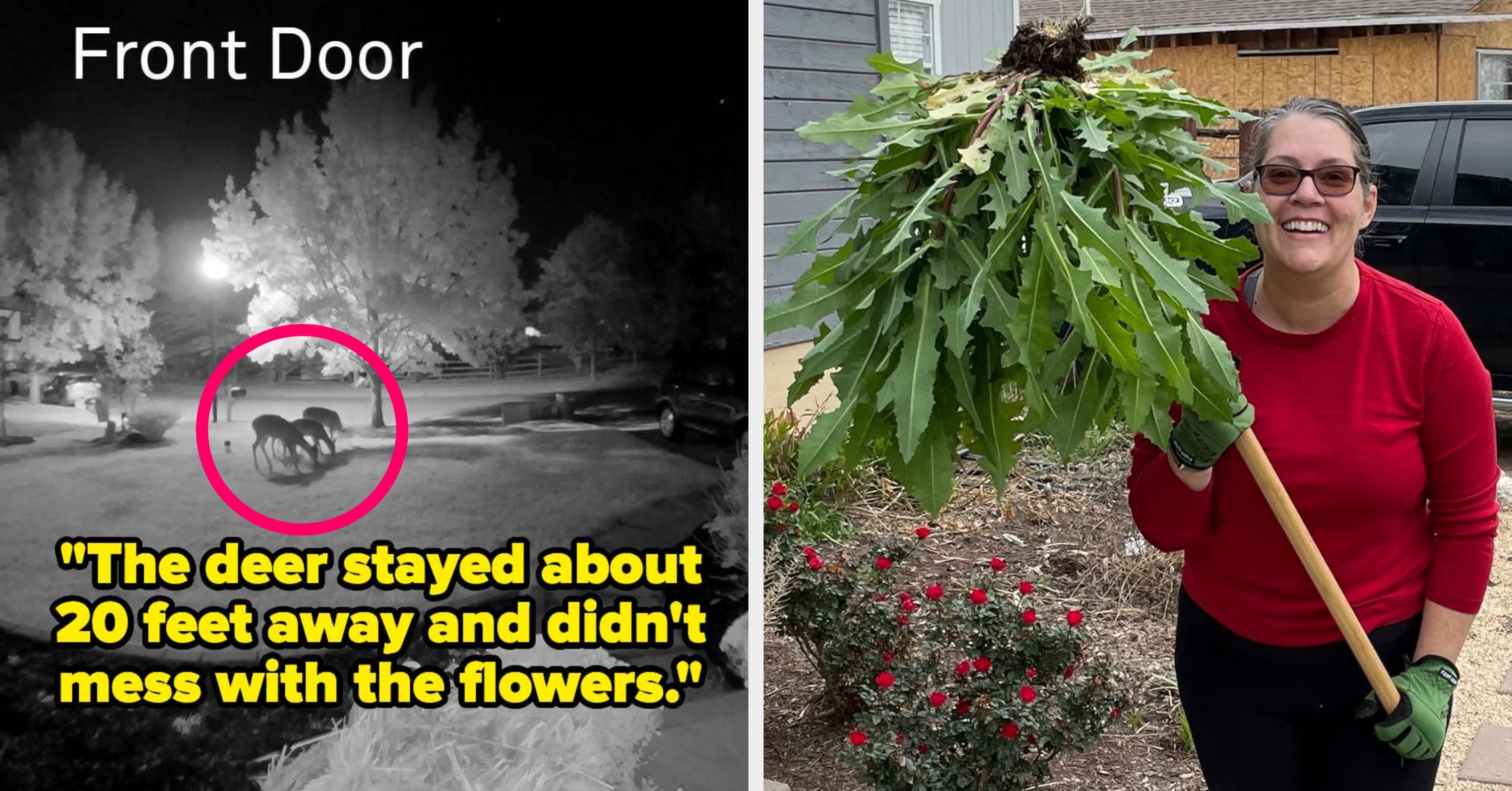 31 Gardening Products That Actually Work And Have The Photographic Evidence To Prove It
