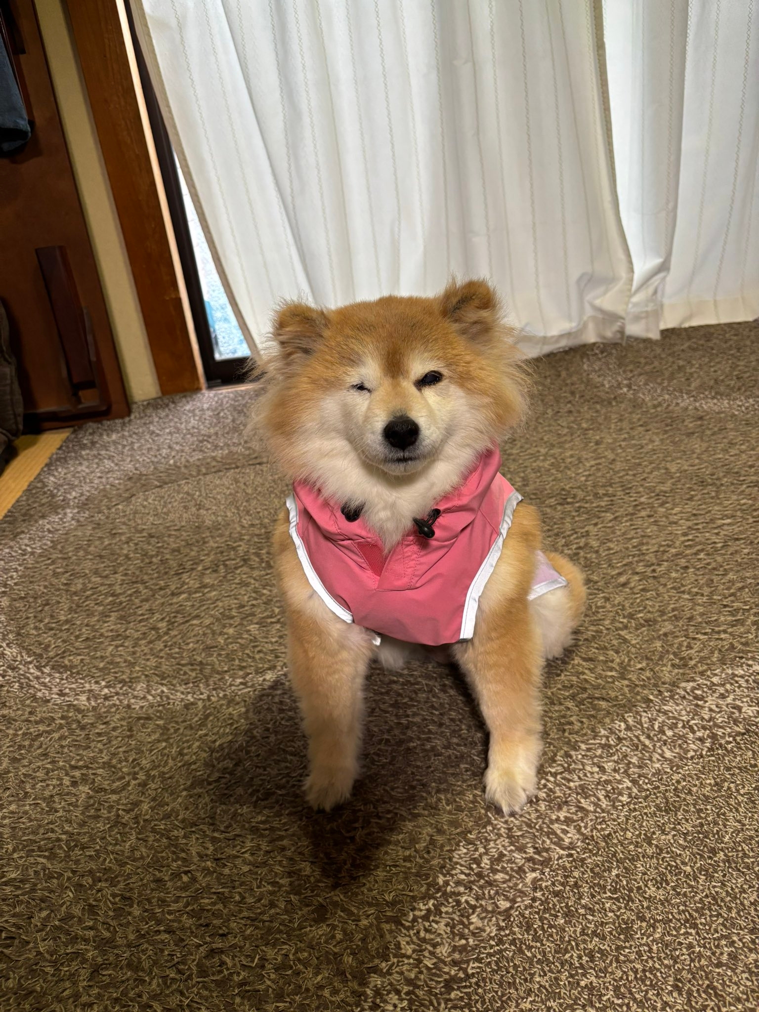 カッパを着てテンションダウンのちよちゃん/柴犬のちよさんのXアカウント(@M9B7gThSF11HI46)より