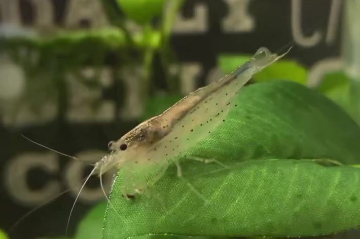 葉の上にいる透明なエビ。背景に植物がぼんやり映る。