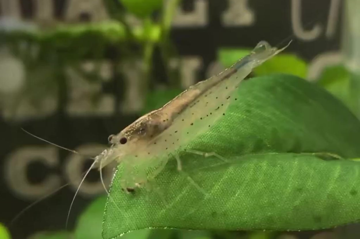 葉の上にいる透明なエビ。背景に植物がぼんやり映る。