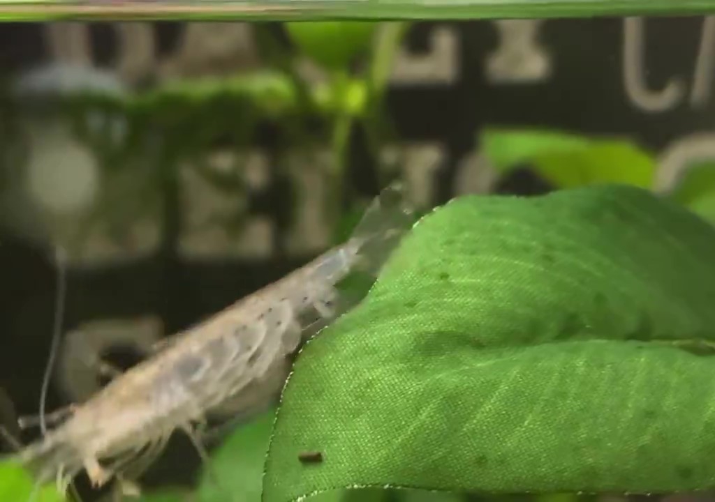 泳ぎが苦手なえびちゃん（えびちゃん@ヤマトヌマエビ愛好家?のXアカウントより）