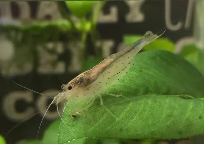 ヤマトヌマエビの「えびちゃん」（えびちゃん@ヤマトヌマエビ愛好家?のXアカウントより）