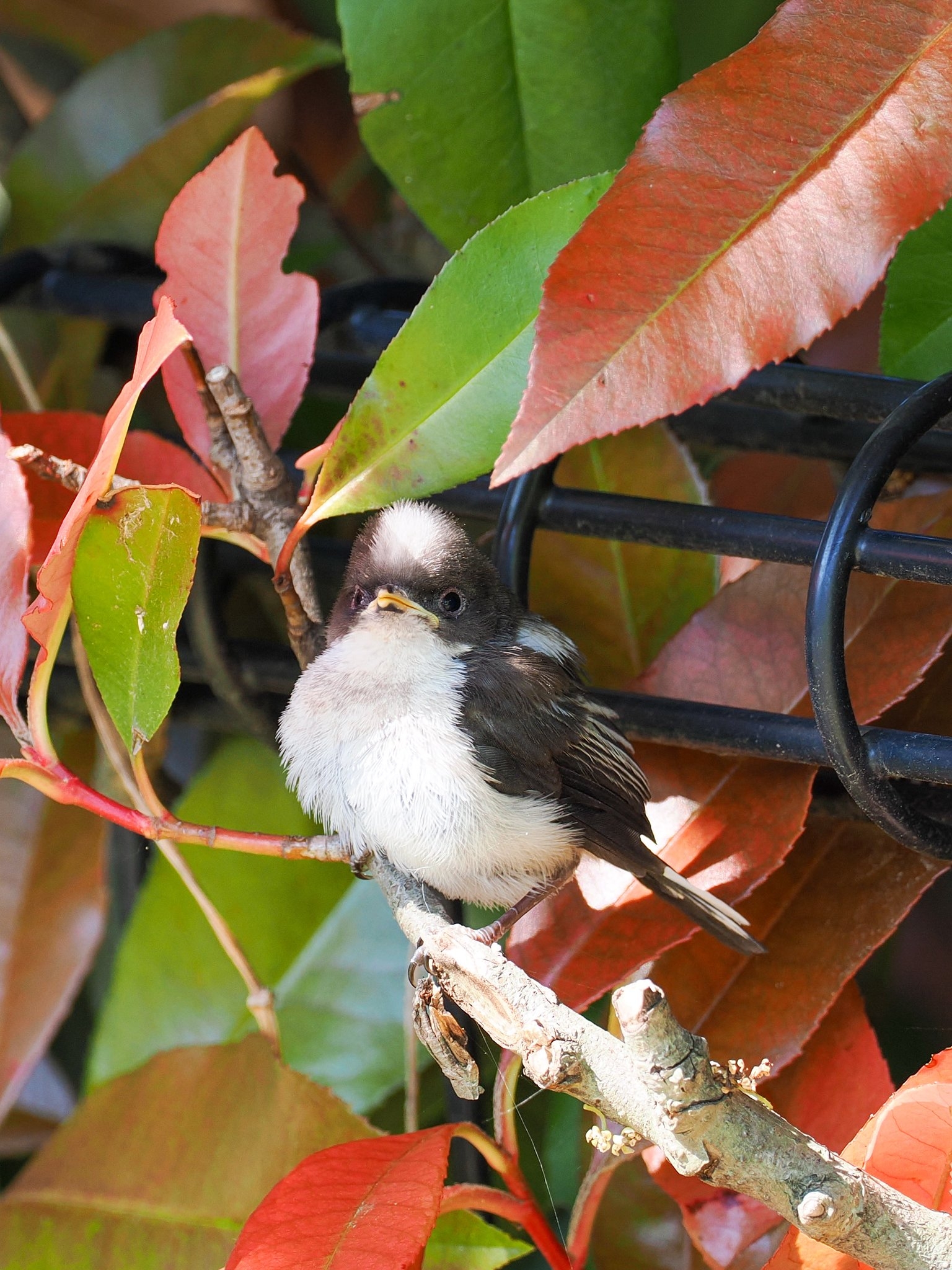 枝に止まるエナガのヒナ(daffyさん提供)