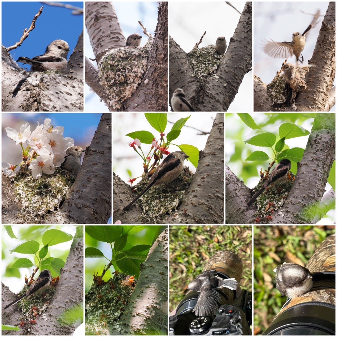 エナガのヒナの写真まとめ(daffyさん提供)