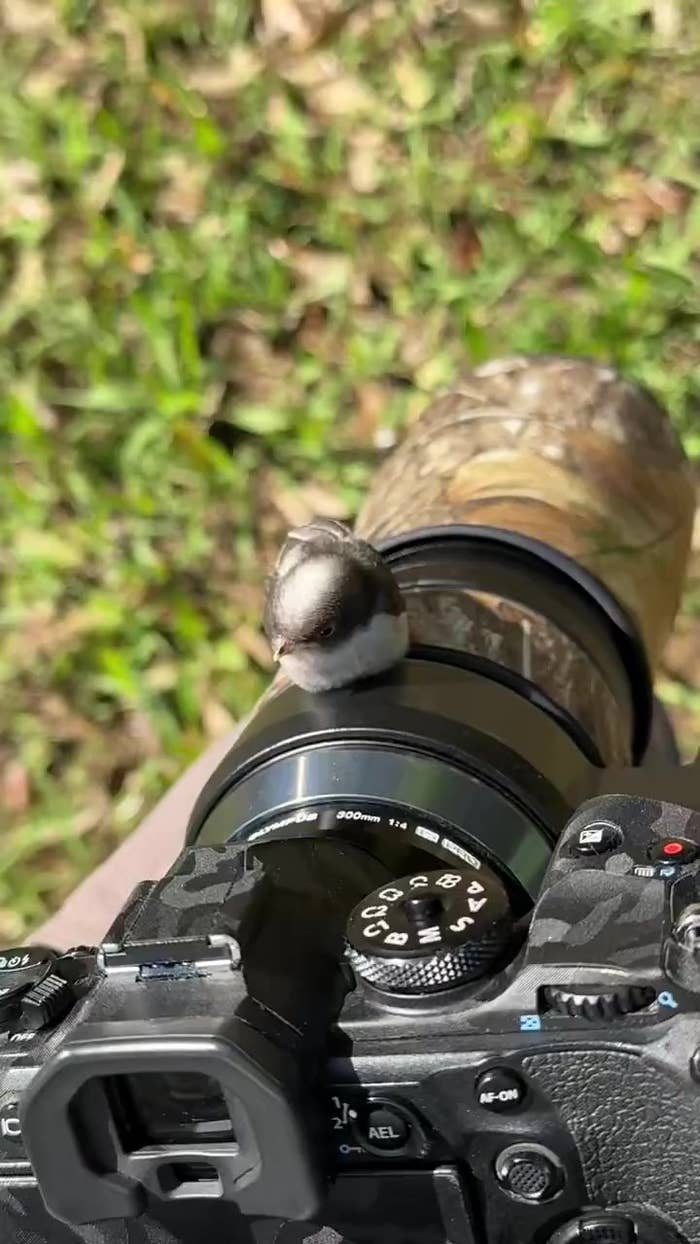 カメラに止まるエナガのヒナ(daffy@お散歩探鳥&遠征探鳥♪さんのXアカウントより)