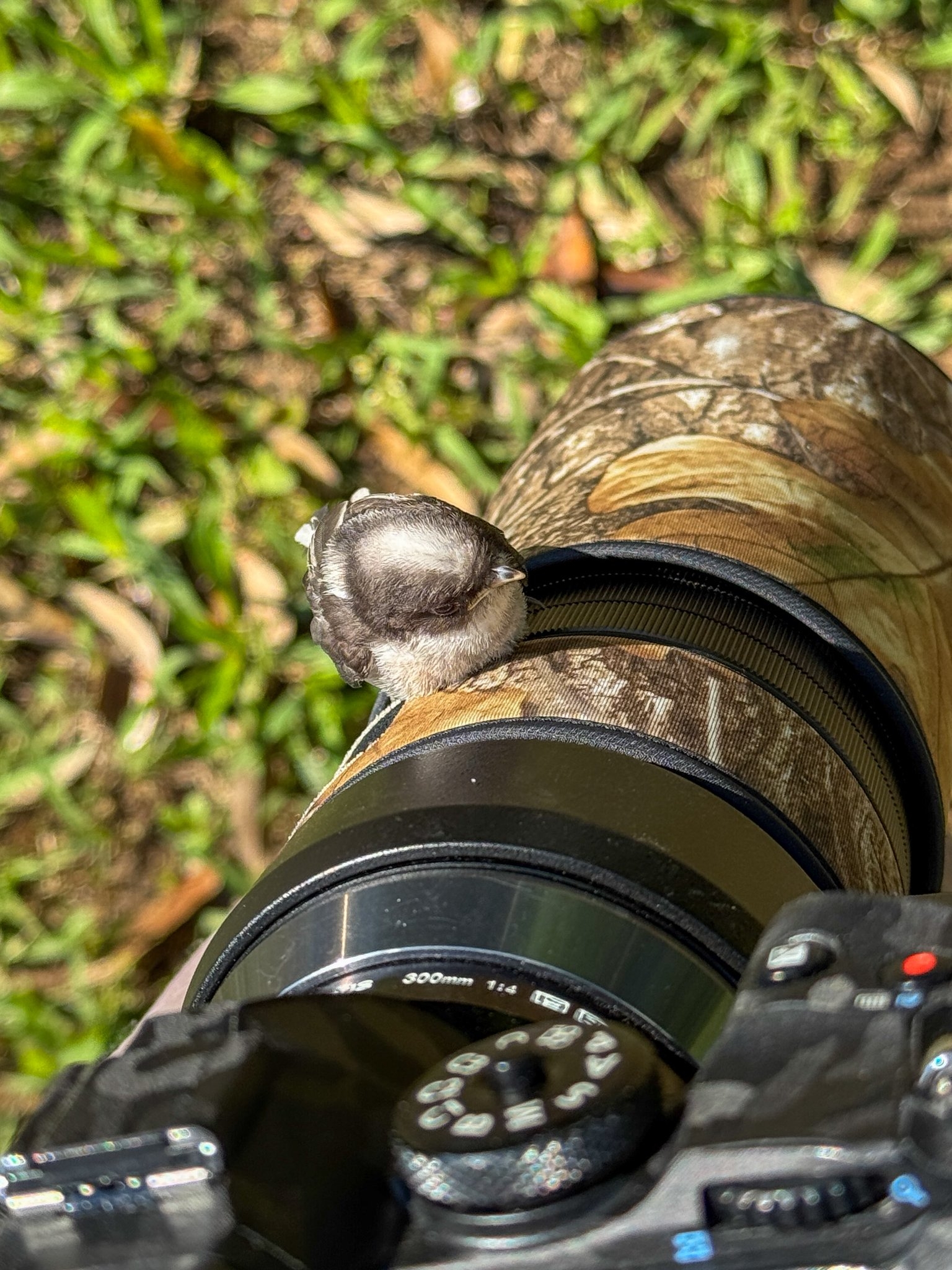 カメラに止まるエナガのヒナ(daffyさん提供)