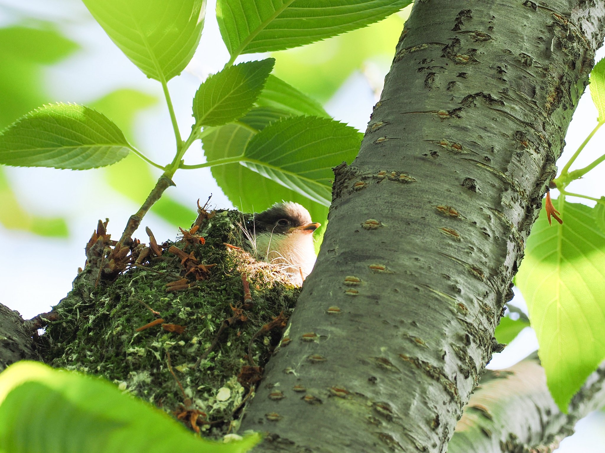 巣にいるエナガのヒナ(daffyさん提供)