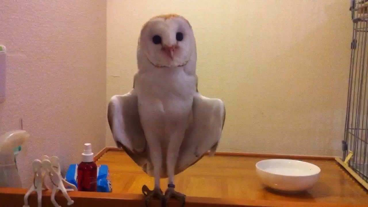 羽を広げてあいさつするメンフクロウのシーちゃん / Sonfhaさん(@Hoshikazu123)のXより