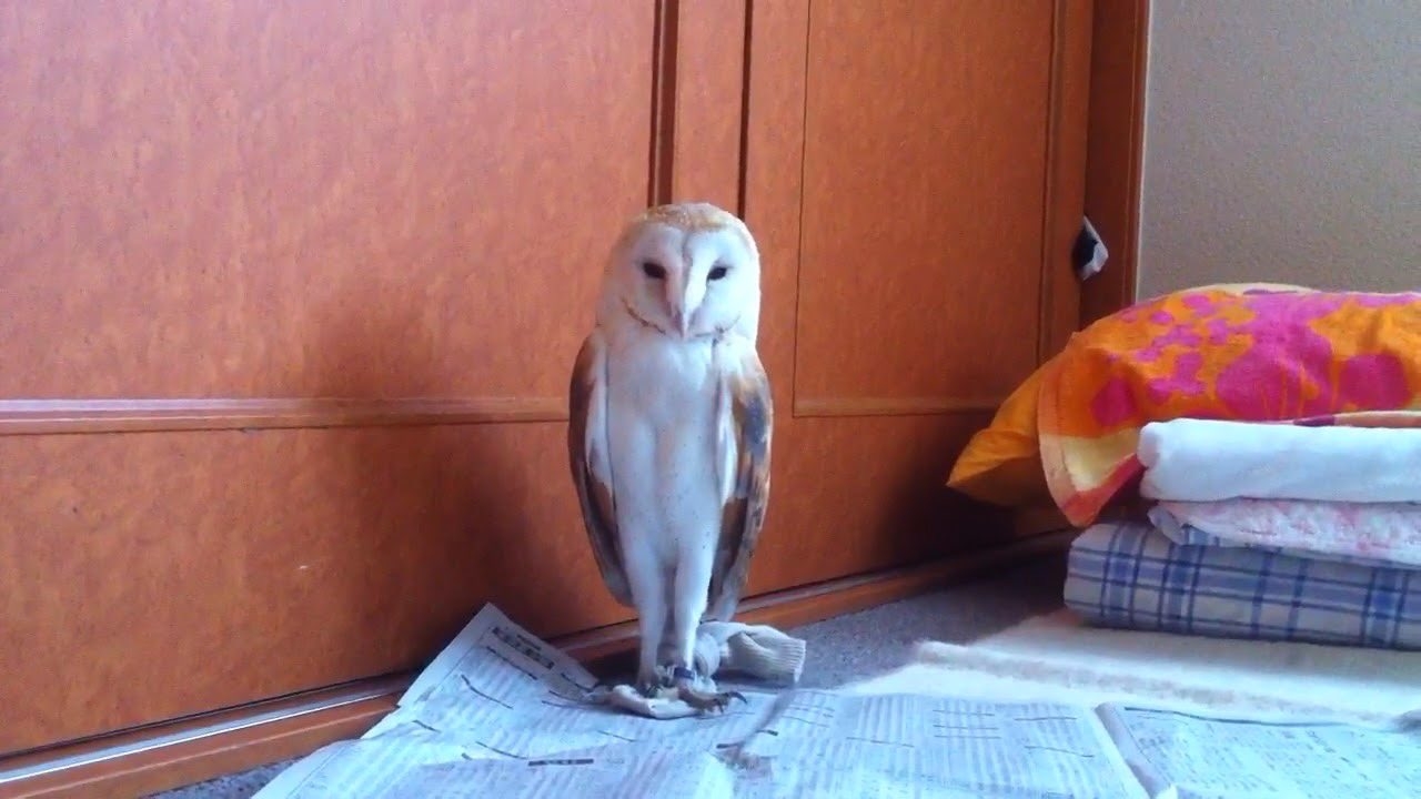 彫刻のようなメンフクロウのシーちゃん / Sonfhaさん(@Hoshikazu123)のXより