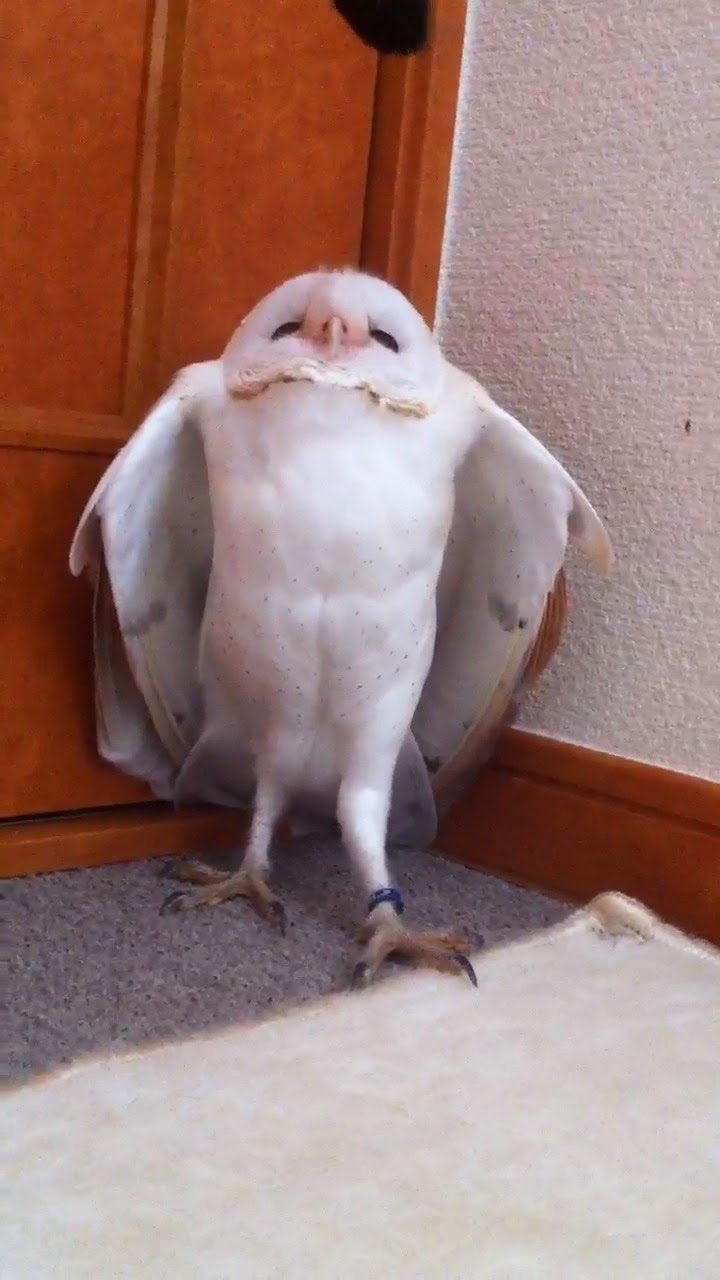 部屋の隅で驚くメンフクロウのシーちゃん / Sonfhaさん(@Hoshikazu123)のXより