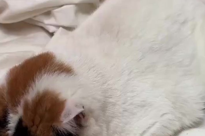 ふて寝をするあんみつちゃん（猫は液体さんのXアカウントより）
