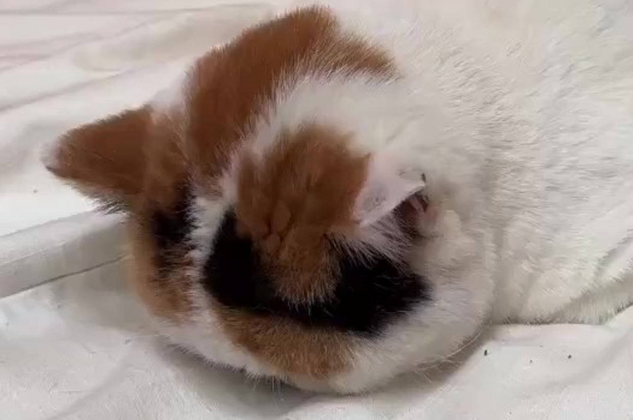 ふて寝をするあんみつちゃん(猫は液体さんのXアカウントより)