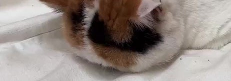 ふて寝をするあんみつちゃん（猫は液体さんのXアカウントより）