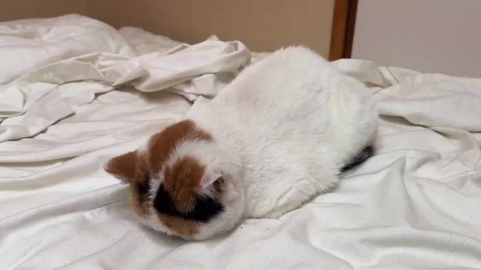 ふて寝をするあんみつちゃん（猫は液体さんのXアカウントより）