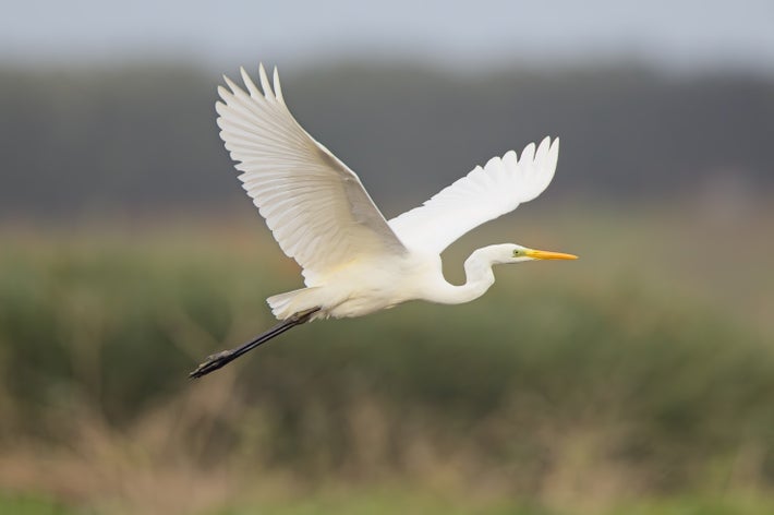 ダイサギのイメージ画像（Birdsonline / Getty Images）