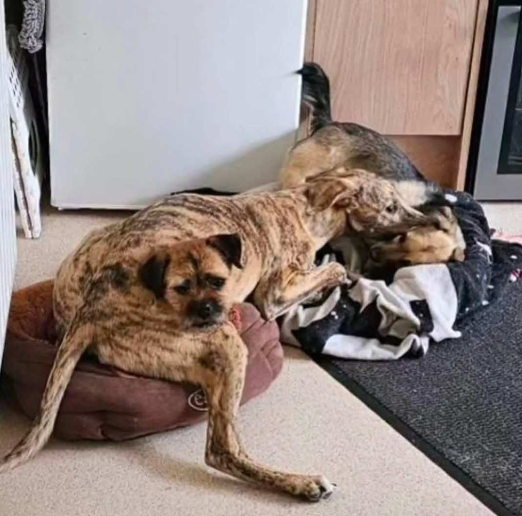 Two dogs in a cozy room; one is curled comfortably in a small bed while the other is playing with a blanket