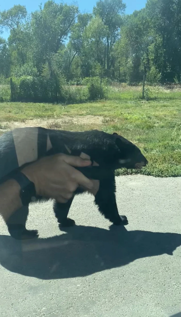 Bear cub being assisted across a road by a person holding its scruff, with trees in the background
