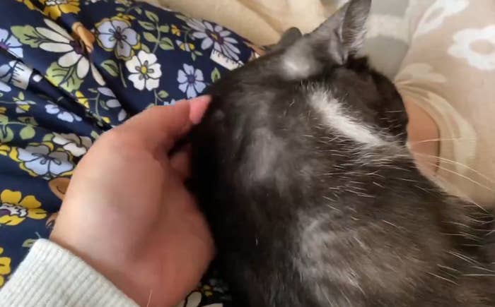 人の膝に横たわる猫。人が優しく猫をなでている。花柄の布地が見える。