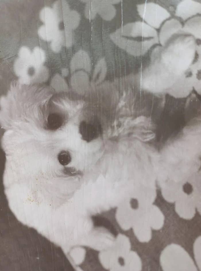 Dog lying connected  floral-patterned surface, looking up   endearingly