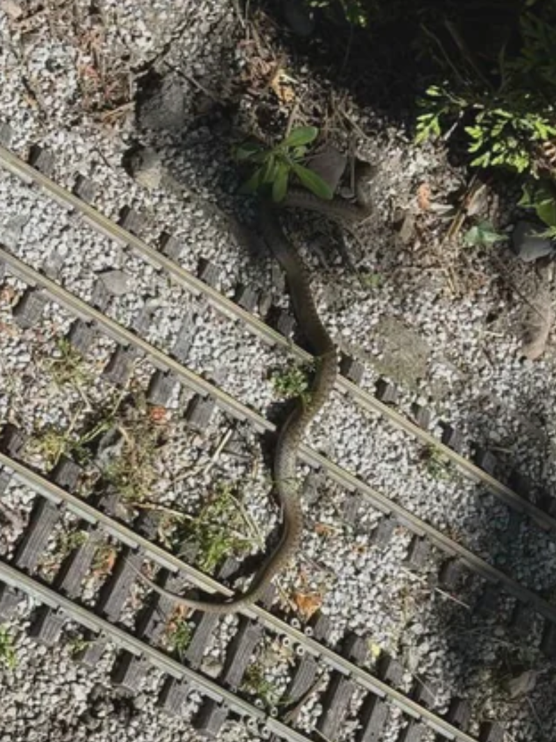 Snake slithering across miniature train tracks amid gravel and plants in an outdoor setting