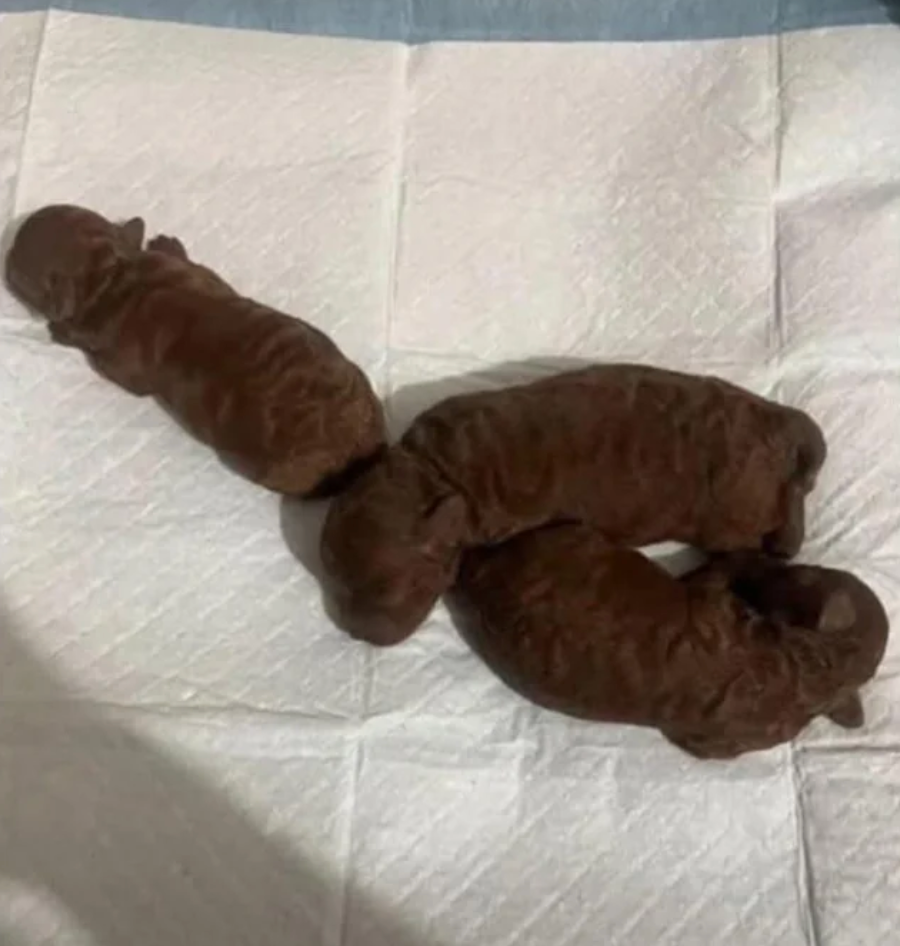 Four small puppies lie snuggled together on a textured mat