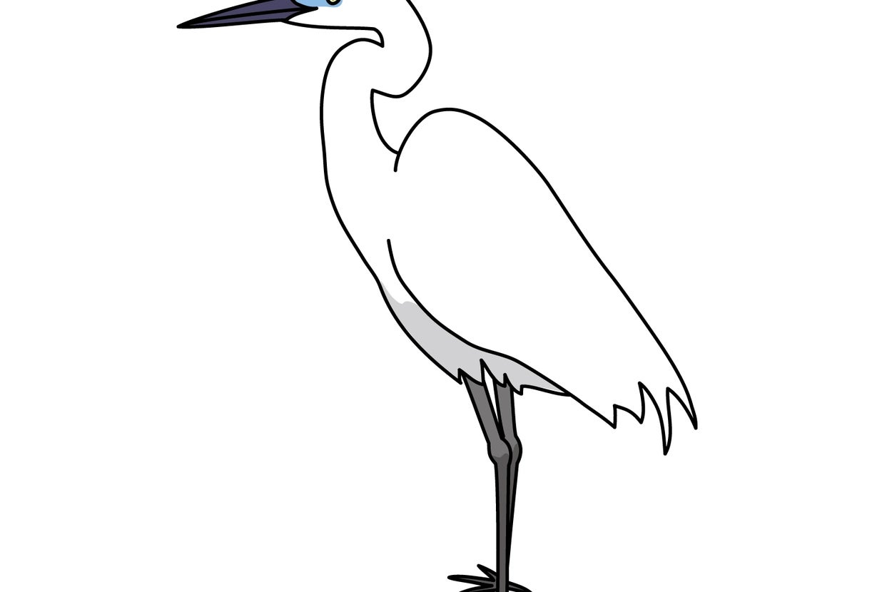 ダイサギのイメージ（画像はイラストACより）