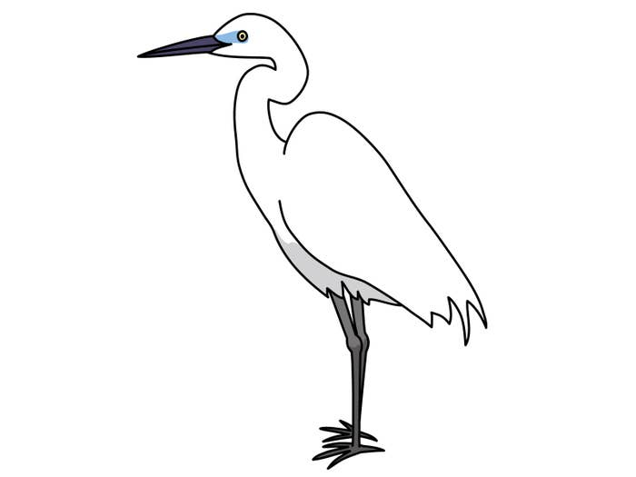 ダイサギのイメージ（画像はイラストACより）