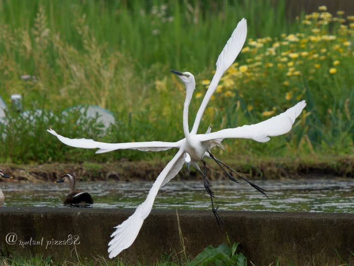 実は2羽のダイサギ！？ / ゴマさん（@mutant_pizza82）のXアカウントより /