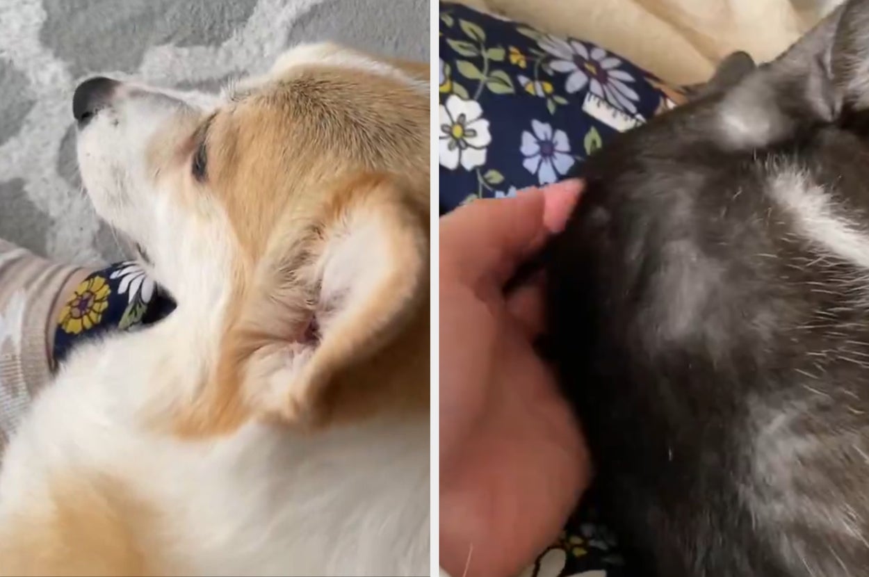 手で黒い犬を撫でる様子の写真と、赤い矢印が示す先にいる別の犬の写真があります。