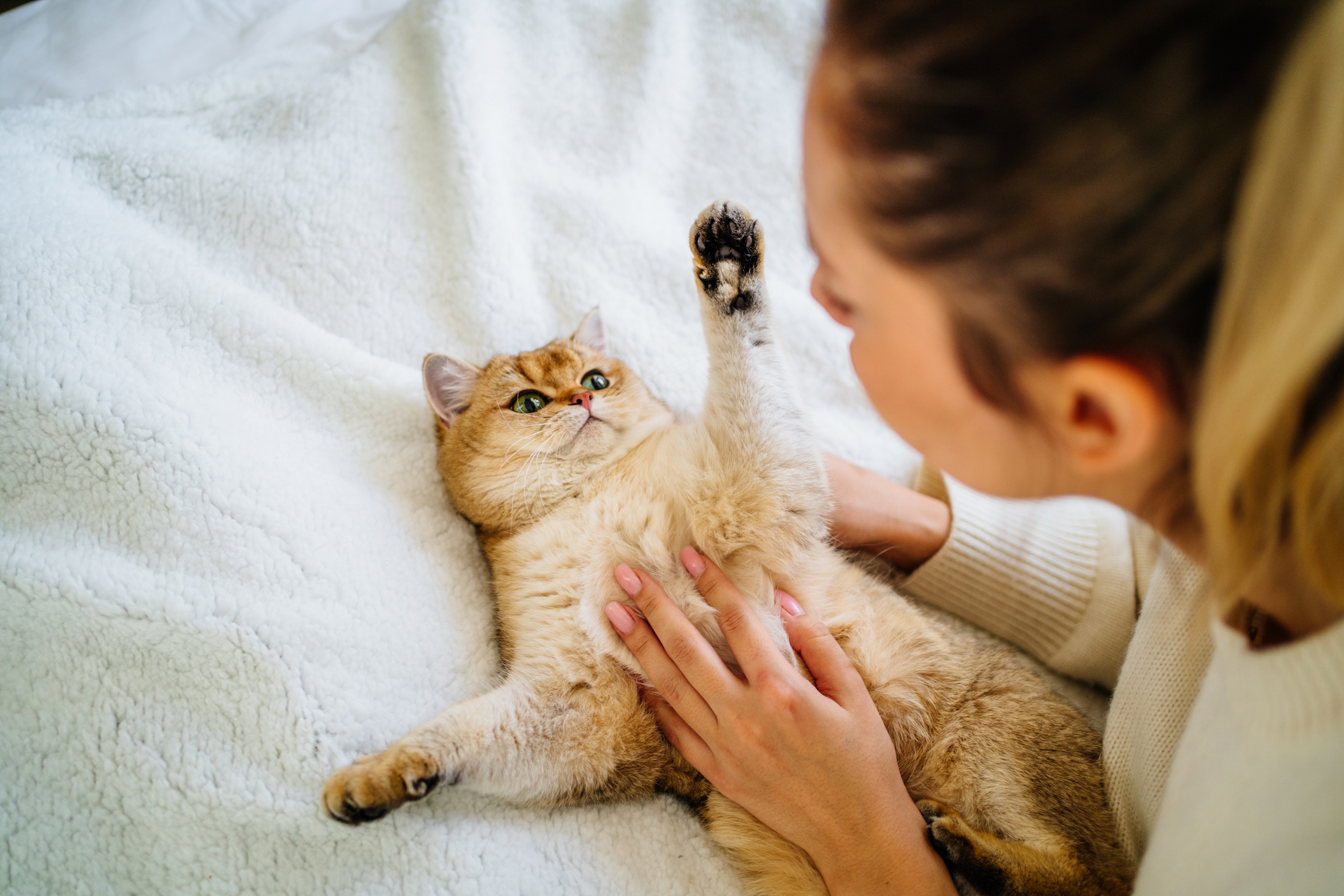 Person som leker med en katt som ligger på en seng, klør forsiktig i magen mens katten hever labben