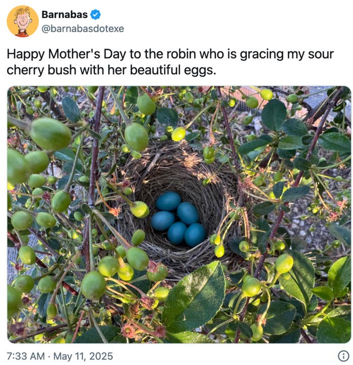 A bird's nest with blue eggs is nestled in a leafy bush. A tweet above reads: "Happy Mother's Day to the robin who's gracing my sour cherry bush with her beautiful eggs."