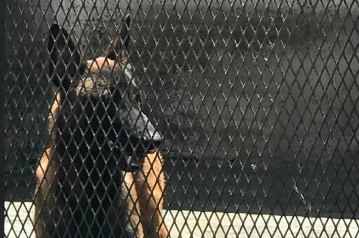 フェンスの後ろに立つジャーマン・シェパードがこちらを見ている。