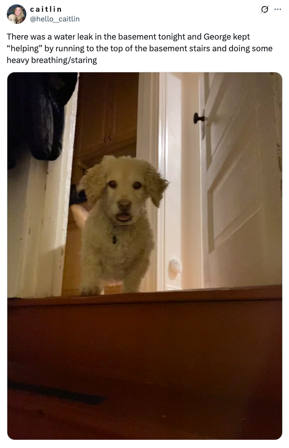 A dog stands at the top of basement stairs, looking down. Text above mentions a water leak and the dog's heavy breathing/staring behavior