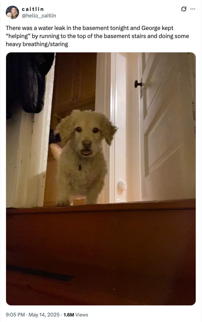 A dog stands at the top of stairs, with a tweet above describing a basement water leak and the dog's reaction